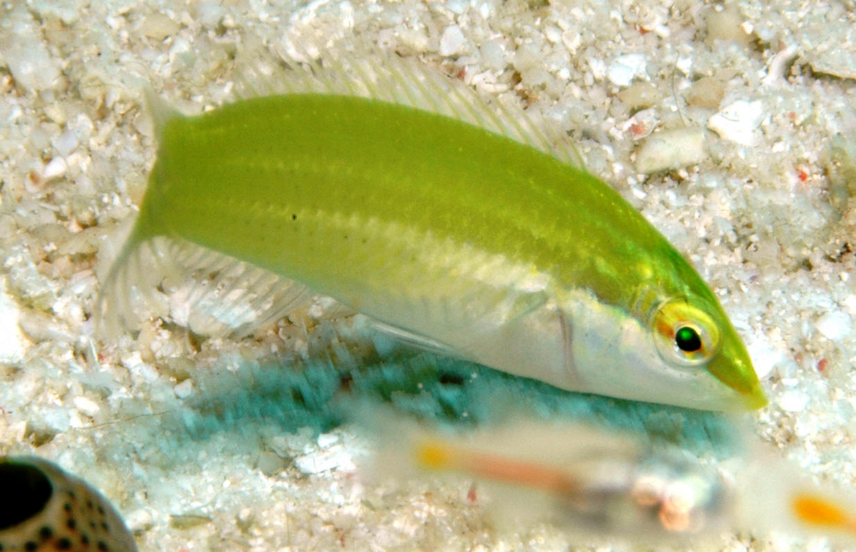 Halichoeres chloropterus